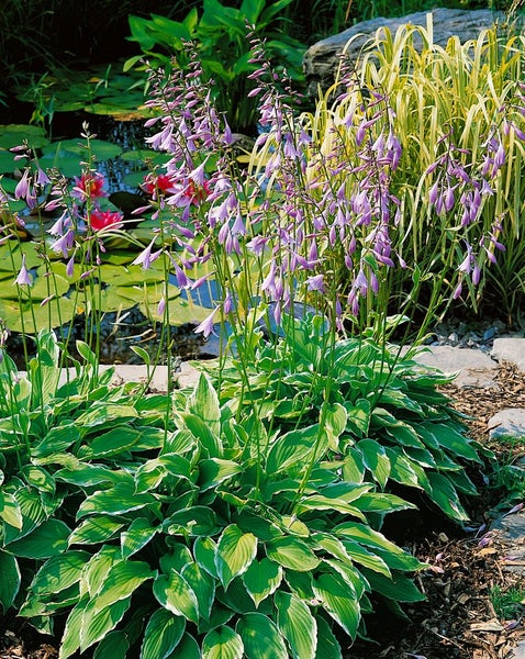 Hosta undulata 'Albomarginata', Funkie, grün-weiß, ca. 11x11 cm Topf