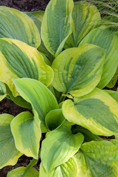 Hosta x fortunei 'Twilight', Funkie, grün-gelb, ca. 11x11 cm Topf
