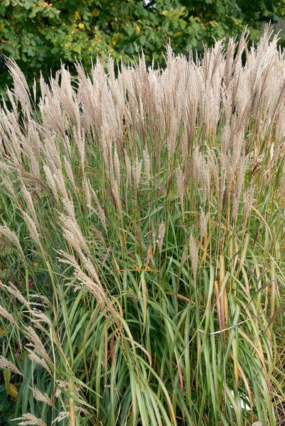 Miscanthus sinensis 'Goldglanz', Chinaschilf, 120–140 cm, goldene Akzente