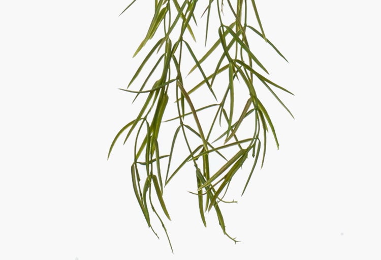 Hängende Zimmerpflanze Hoya linearis im schwarzen Kunststofftopf mit Aufhängung