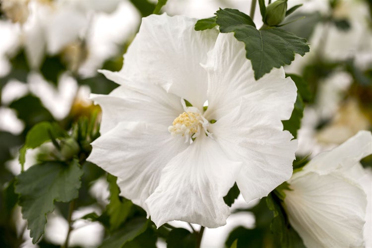 Hibiscus syriacus 'Diana', Gartenhibiskus, reinweiß, 40–60 cm