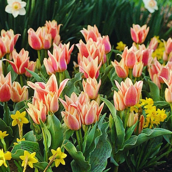 Tulpenbeet mit mehrfarbigen Blüten und grünen Blättern.