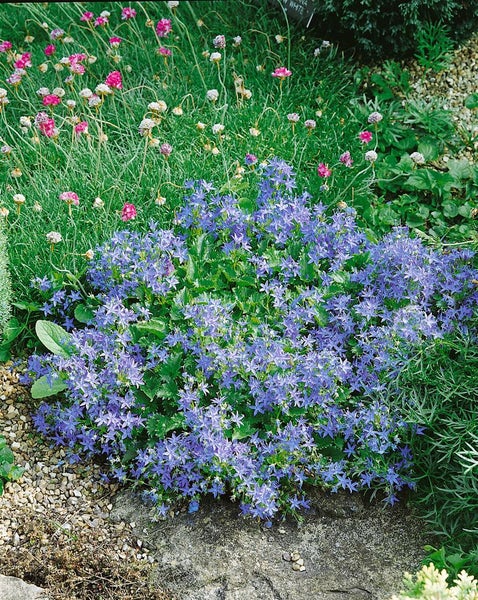 Campanula garganica, Glockenblume, blau, ca. 9x9 cm Topf