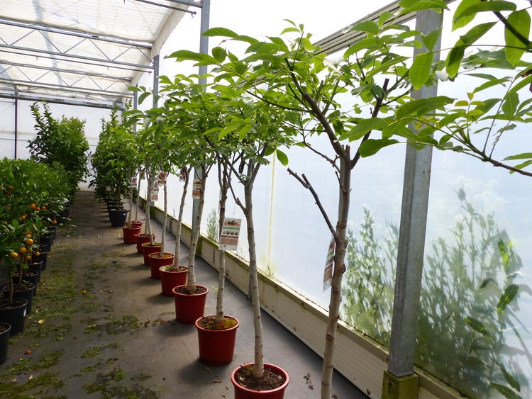 Helles Gewächshaus mit Reihen junger Walnussbäume in roten Töpfen neben Zitrusbäumen mit orangefarbenen Früchten.