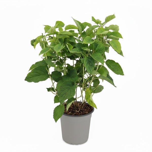 Hortensie im Kunststofftopf mit grünen Blättern