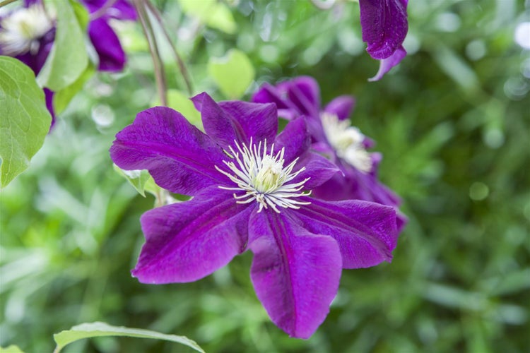 Clematis Hybride 'Warszawska Nike', dunkelviolett, 60–100 cm