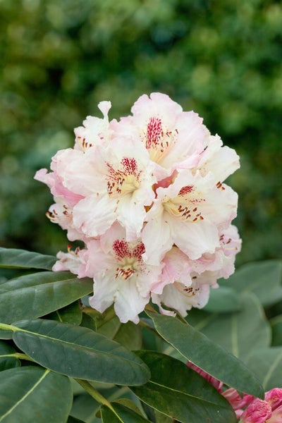 Rhododendron Hybr. 'Bellini', rosa Blüten, 30–40 cm