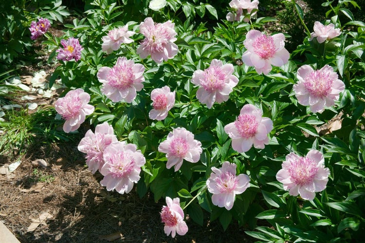Paeonia 'Do Tell', Pfingstrose, rosa, 3-5 Liter Container