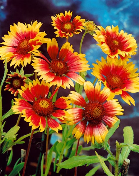 Gaillardia x grandiflora 'Bremen', Kokardenblume, rot-gelb, ca. 9x9 cm Topf