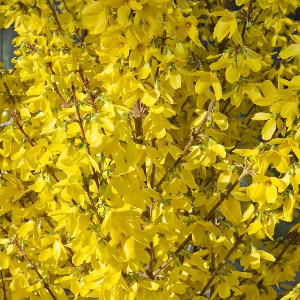 Nahaufnahme eines Forsythienstrauchs mit gelben Blüten