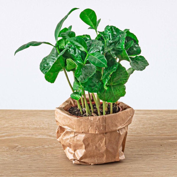 Green Bottle Set für Deinen Flaschengarten ohne Glas 5 Pflanzen Kaffee Farn Dracaena 2x Fittonia