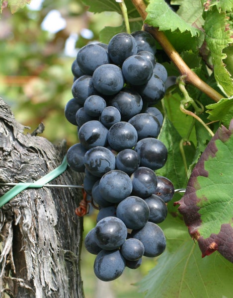 Eine Traube dunkler Weinbeeren hängt an einer Weinrebe im Weinberg.