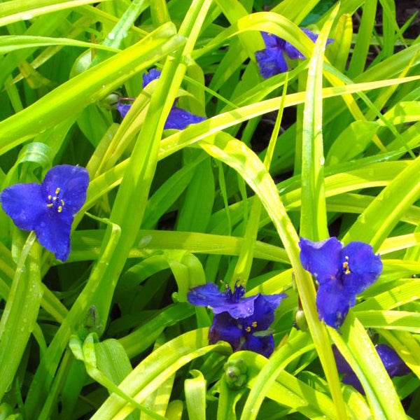 Nahaufnahme von Dreimasterblumen mit grünen Blättern