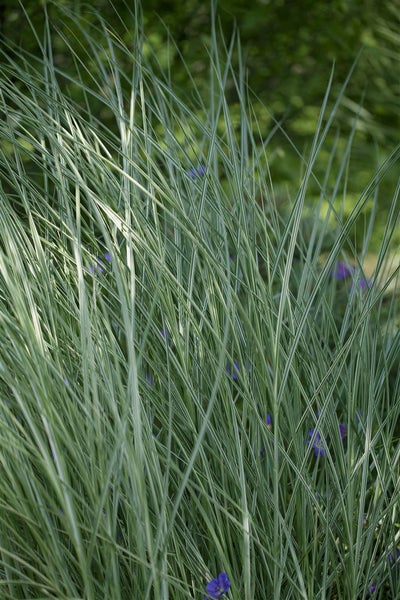 Hohes Ziergras im Garten
