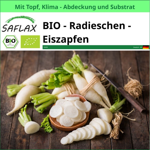 SAFLAX Garden to go - BIO - Radieschen - Eiszapfen - Raphanus sativus - 100 Samen - Mit Topf, Klima - Deckel und Anzuchtsubstrat