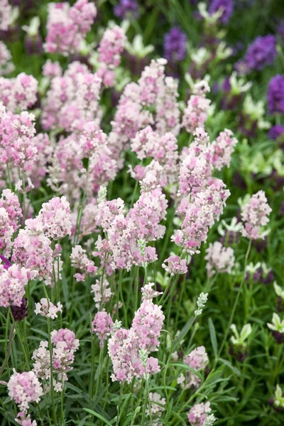 Lavandula angustifolia 'Hidcote Pink', Lavendel, rosa, ca. 9x9 cm Topf