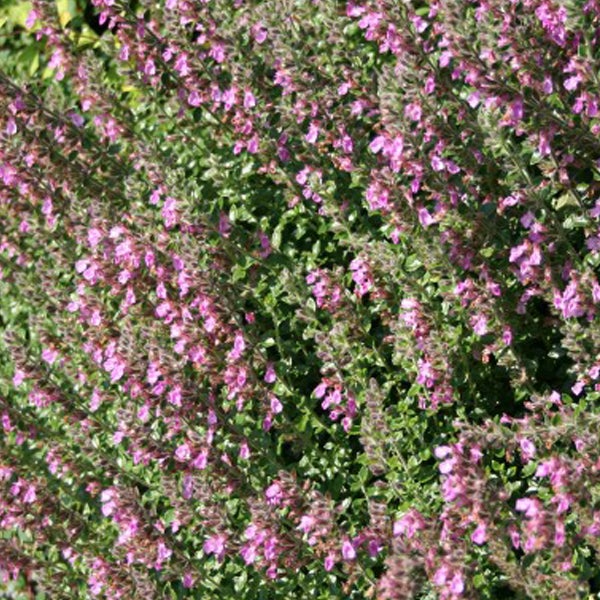 Blühende Zwerg-Bergminze im Detail