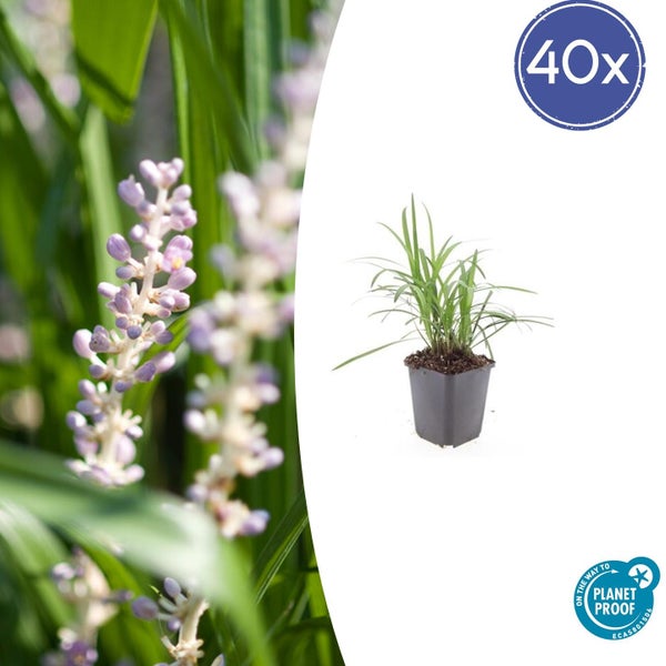 40er Set Lilientraube Liriope muscari im Topf, blühende Gartenstaude, Nachhaltigkeitszertifikat On the way to Planet Proof.