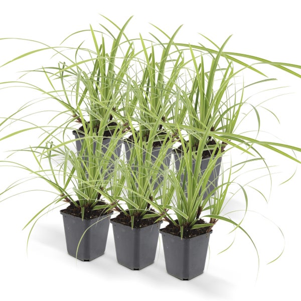Ziergras - Japanische Segge - Carex morrowii 'Ice Dance' - 9cm Topf - Set mit 6 Pflanzen