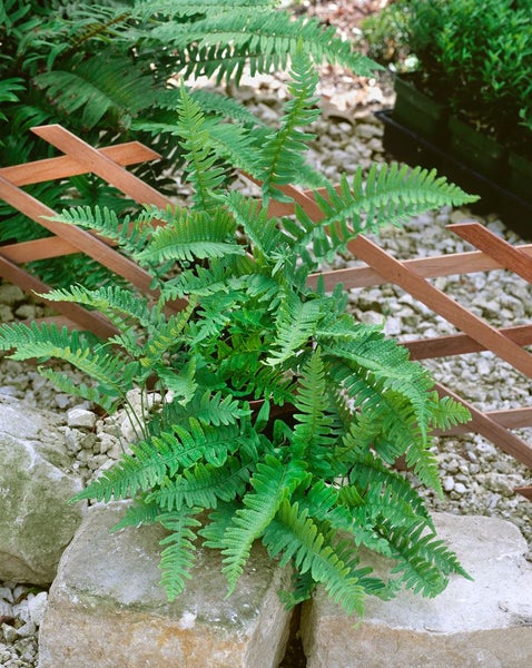 Polypodium vulgare, Tüpfelfarn, ca. 9x9 cm Topf