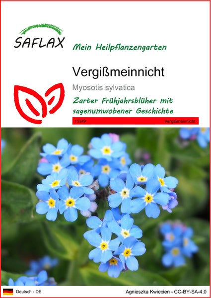 SAFLAX  - Vergißmeinnicht - Myosotis sylvatica - 150 Samen