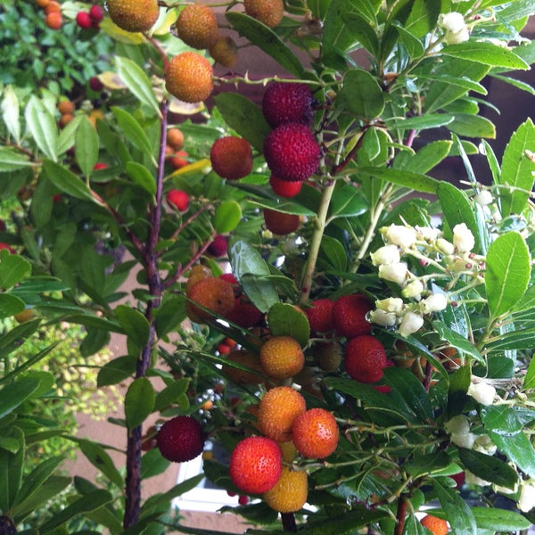 Erdbeerbaum mit Früchten und Blüten.