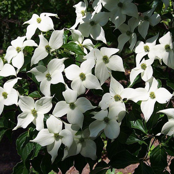 Blütenstand des Blumen-Hartriegels mit grünen Blättern