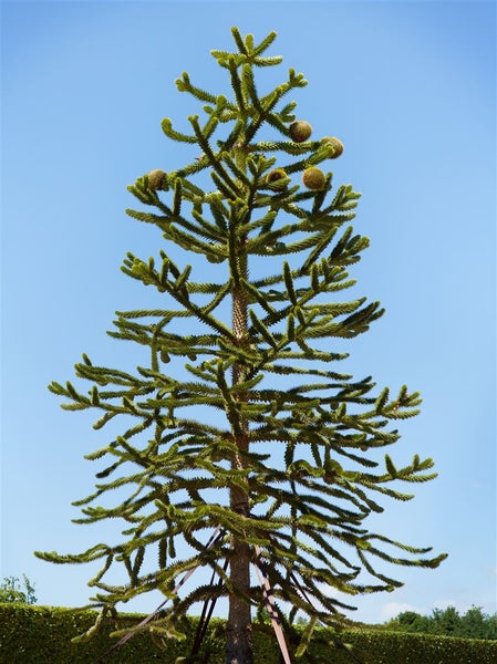 Araucaria araucana, Andentanne, 20–30 cm