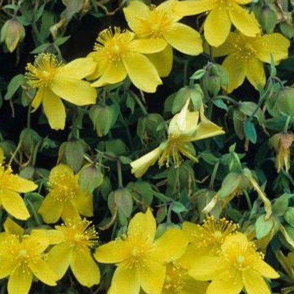 Johanniskraut mit gelben Blüten