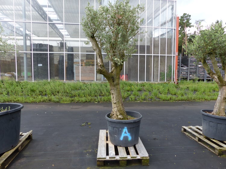Olivenbaum im Kunststofftopf auf einer Holzpalette vor einem Gewächshaus
