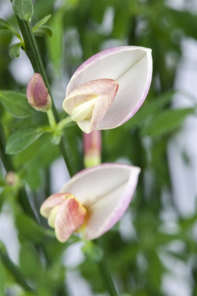 Cytisus praecox 'Zeelandia', Besenginster, cremeweiß, 30–40 cm