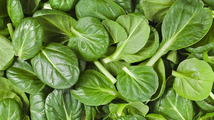 Bio Hochbeet-Set „Frühstart“, Bio Jungpflanzen, Bio Gemüse anbauen, Garten, Balkon, 2x Bio Spinat, 2x Bio Kohlrabi, 2x Bio Mangold, 2x Bio Rucola, 2x Bio Kopfsalat