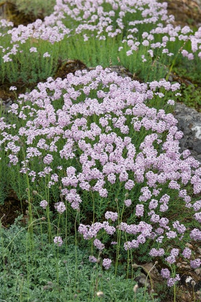 Aethionema grandiflorum, Steintäschel, rosa Blüten, ca. 9x9 cm Topf