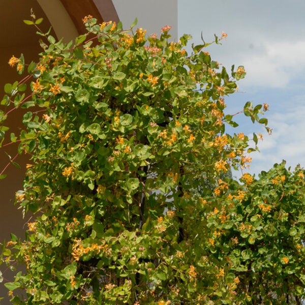 Bloomique - 2er-Set - Lonicera Tellmanniana - Strauchgeißblatt - Orange - Kletterpflanzen - Gartenpflanzen - Winterhart - Topf 15 cm - 70-80 cm hoch