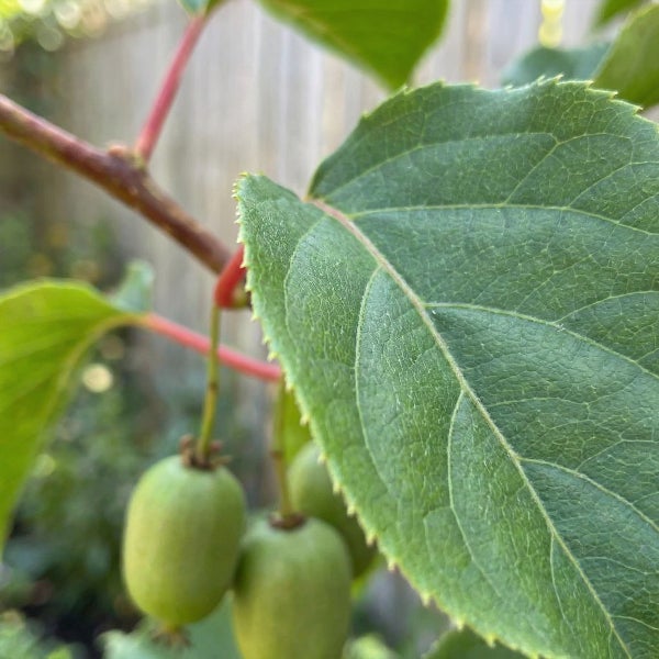 Nahaufnahme einer Mini-Kiwi Actinidia arguta mit kleinen glatten Früchten und grünen Blättern an einem rötlichen Zweig.
