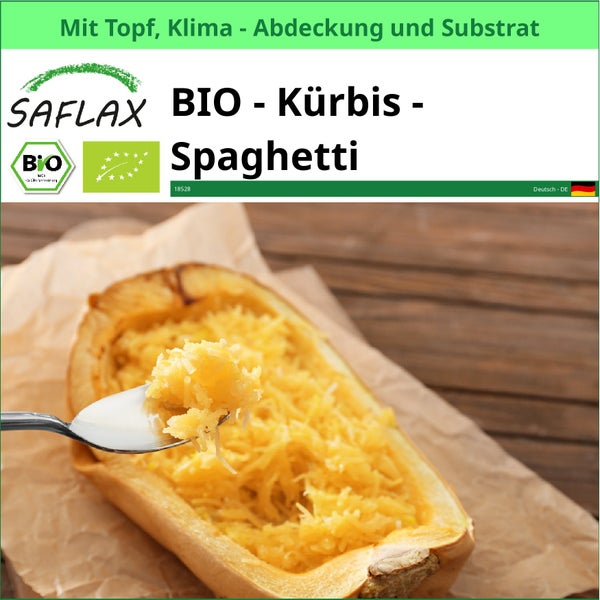 SAFLAX Garden to go - BIO - Kürbis - Spaghetti - Cucurbita pepo - 5 Samen - Mit Topf, Klima - Deckel und Anzuchtsubstrat