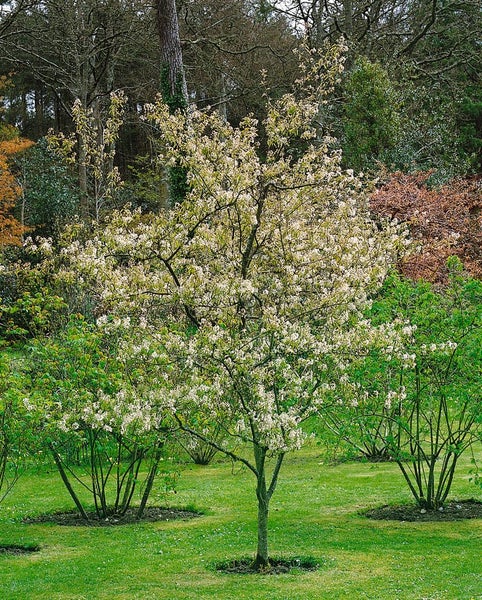 Amelanchier laevis, Kupfer-Felsenbirne, 60–100 cm