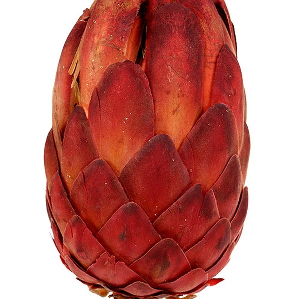 Königsprotea Blüte als Schnittblume