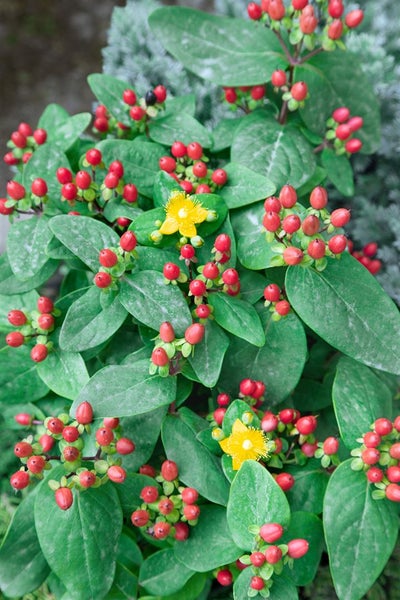 Hypericum calycinum, Johanniskraut, gelb, ca. 9x9 cm Topf