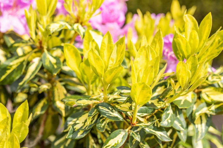Rhododendron Hybr. 'Goldflimmer', gelb-grün panaschiert, 40–50 cm
