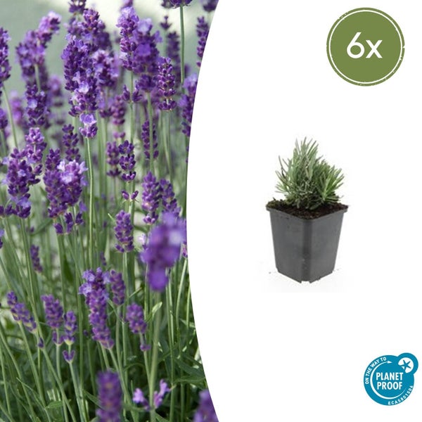 Lavendel im Set mit 6 Stück, Jungpflanze im Kunststofftopf, On the way to Planet Proof Logo.