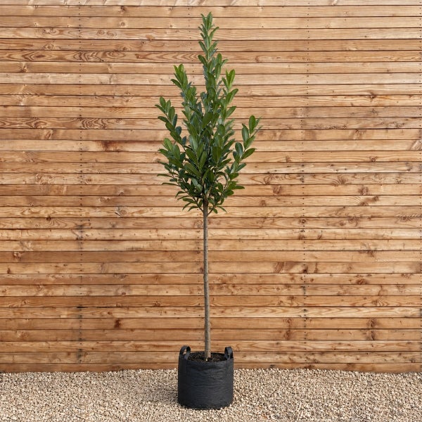 Ein als Hochstamm gezogener Lorbeerbaum in einem schwarzen Pflanzcontainer vor einer Holzwand.
