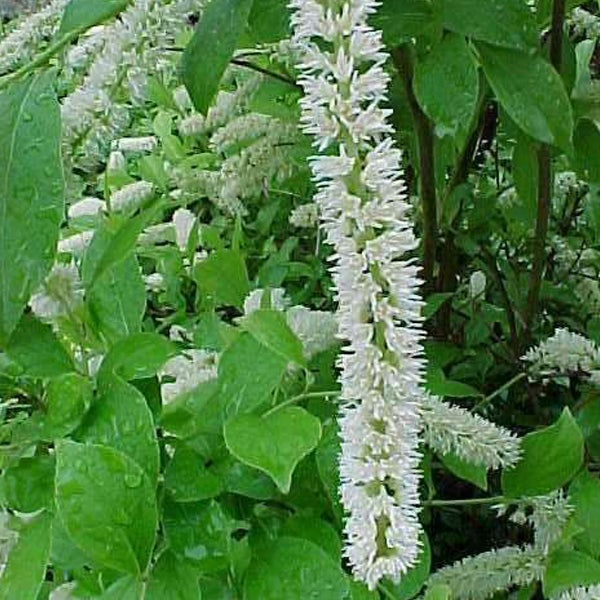 Blütenstand einer Gartenpflanze mit grünen Blättern