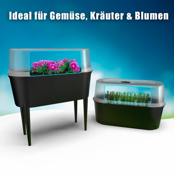 Zwei Hochbeete mit durchsichtigem Deckel, bepflanzt mit Gemüse, Kräutern und Blumen.