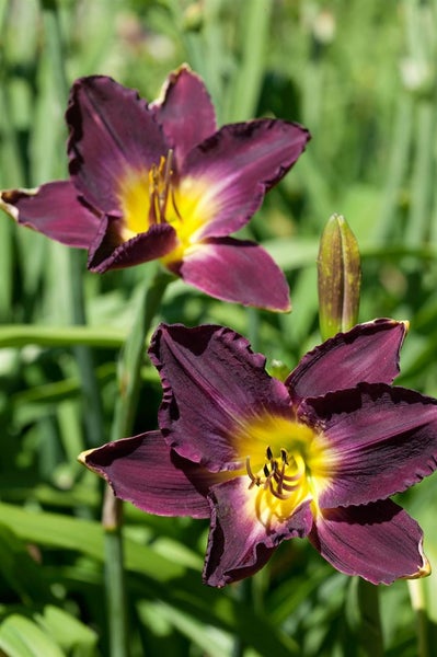 Hemerocallis x cult. 'Strutter's Ball', Taglilie, dunkelviolett, ca. 11x11 cm Topf