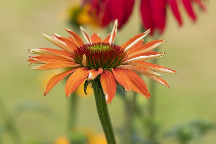 Echinacea purpurea 'Tiki Torch', Sonnenhut, orange, ca. 11x11 cm Topf