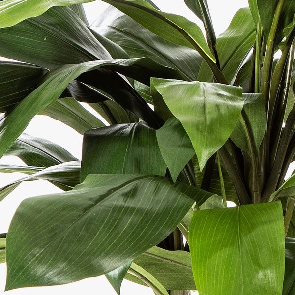 Nahaufnahme einer Zimmerpflanze mit großen grünen Blättern und braunen Stämmen.