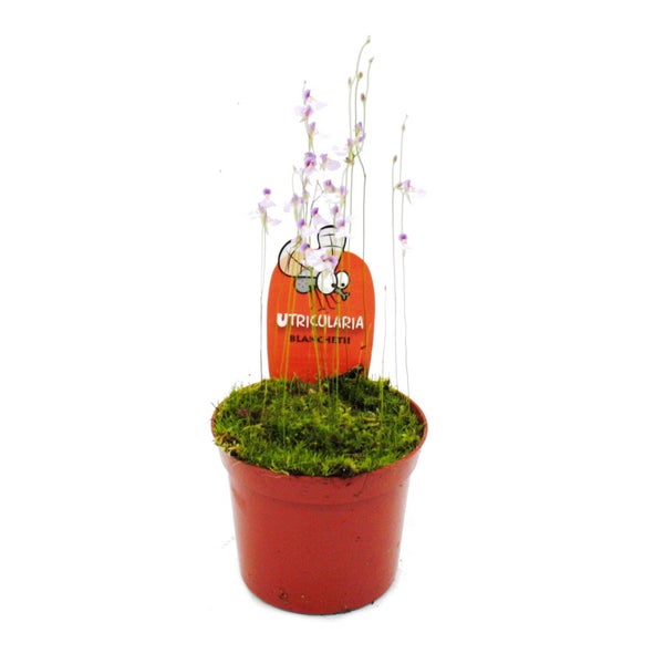 Nahaufnahme einer Samthortensie mit lila Blüten
