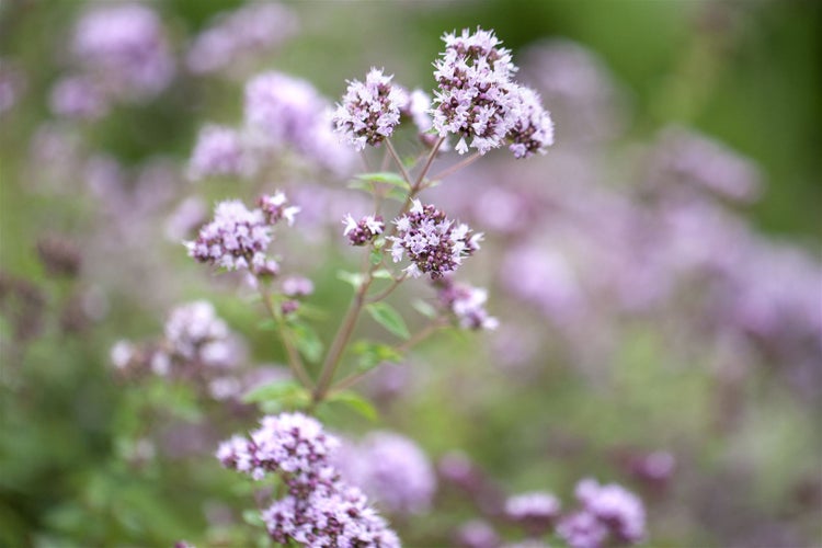 Nahaufnahme von blühendem Oregano im Garten.