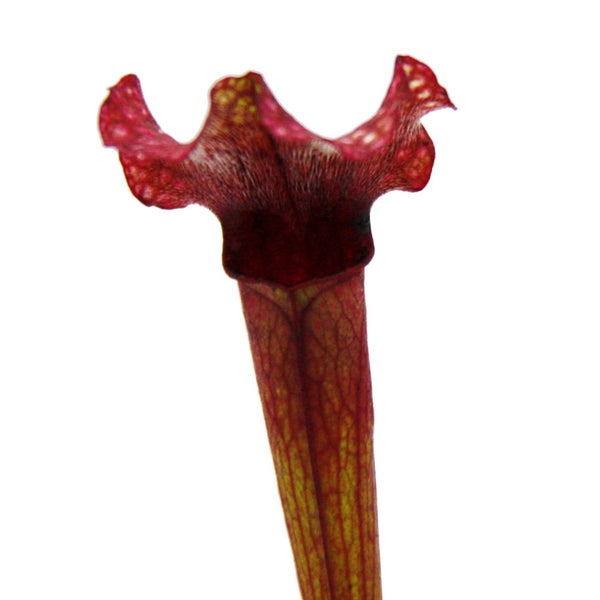 Schlauchpflanze - Sarracenia Judith - Fleischfressende Pflanze - 9cm Topf